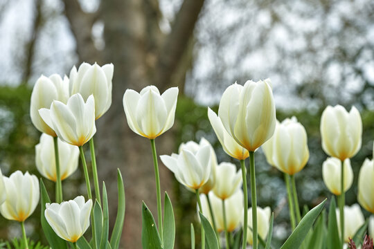 White tulips in my garden. Beautiful white tulips in my garden in early springtime.