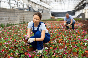 Female gardening worker in blue overall inspects young balsam plants after treatment with...