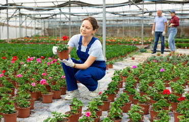 young positive female employee in overalls of large greenhouse checks young large - flowered...