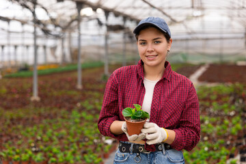 Female employee of large greenhouse checks young begonia shoots. Growing hardened plants, sending plants to customer on day of registration. Wholesale supplies from direct manufacturer © JackF