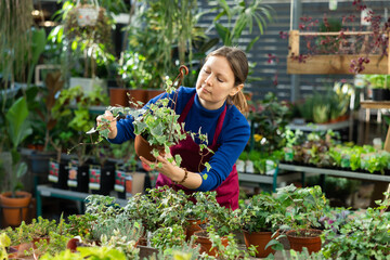 in flower shop, woman worker swaps pots with ivy bushes