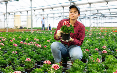 Fototapeta na wymiar industrious gardener girl offers to see and appreciate young flowering large - flowered geranium bush. Products for amateur flower growers, flower shops