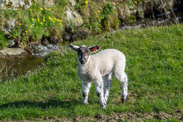 A lamb of a sheep standing on the grass by a stream on a sunny day