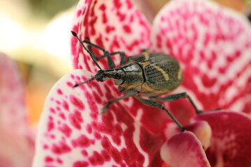 escarabajo en un orquídea 