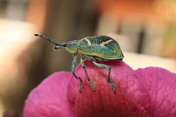 escarabajo 