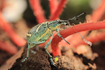 escarabajo 