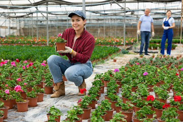 Female chief agronomist of wholesale base of ornamental plants inspects young large - flowered geranium seedlings before sending them to customer. Wholesale supplies from direct manufacturer © JackF