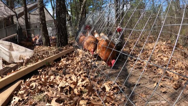 Hand held close up of chickens going through metal mesh triangular tunnel from chicken coop to large enclosed area to have more freedom.