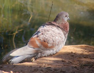 Pigeon in Early Morning Light 