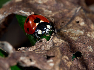ladybug on a leaf