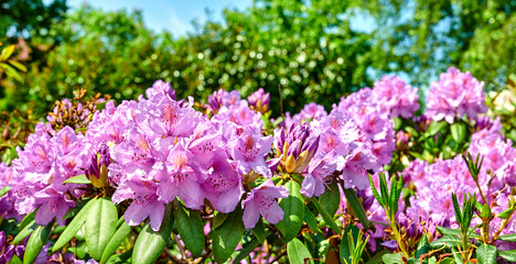 Obraz premium Rhododendron in my garden. A series of photos of rhododendron in garden.