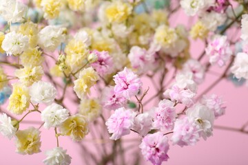 Beautiful dyed gypsophila flowers on pink background, closeup