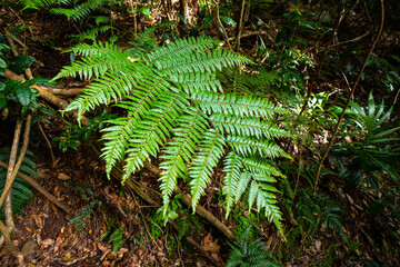 Close up on unique plants growing in australian rainforest; D'Aguilar National Park (Maiala trail) near Brisbane, Queensland, Australia