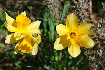 Beautiful yellow daffodils growing outdoors on spring day