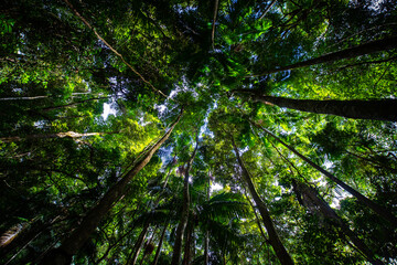 dense lush rainforest and palm trees seeing from below in D'Aguilar National Park, Maiala trail,...