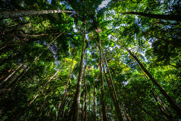 dense lush rainforest and palm trees seeing from below in D'Aguilar National Park, Maiala trail,...