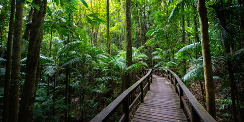 Fototapeta premium Wooden footbridge leading across unique lush rainforest in D'Aguilar National Park, palms in rainforest. Brisbane, Quensland, Australia