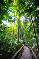 Wooden footbridge leading across unique lush rainforest in D'Aguilar National Park, palms in rainforest. Brisbane, Quensland, Australia
