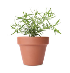 Green rosemary in clay pot isolated on white