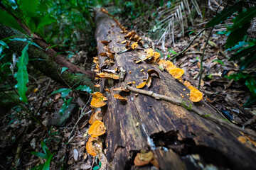 fallen tree trunk covered with mushrooms, fungi, in wonderful rainforest in D'Aguilar National Park (maiala trail) , Brisbane, Quensland, Australia
