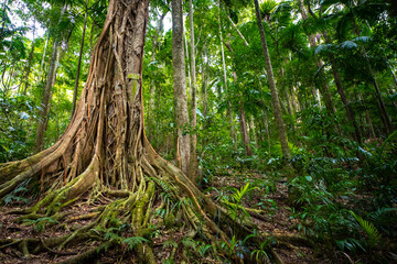 Beautiful unique lush rainforest in D'Aguilar National Park, palms in rainforest. Brisbane, Quensland, Australia