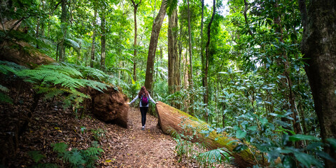 Beautiul girl with a backpack walks in magical green lush stunning rainforest - D'Aguilar National Park (Maiala trail) near Brisbane, Queensland, Australia - obrazy, fototapety, plakaty