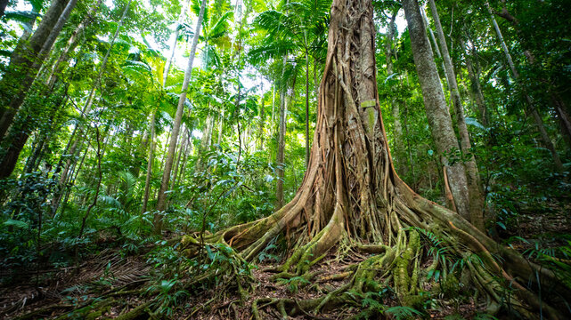 Beautiful unique lush rainforest in D'Aguilar National Park, palms in rainforest. Brisbane, Quensland, Australia