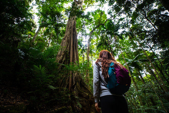 girl looks up and admires a tall powerful tree in the stunning lush rainforest -  D'Aguilar National Park, Maiala trail, Brisbane, Queensland, Australia