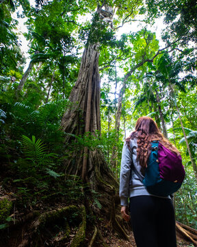 girl looks up and admires a tall powerful tree in the stunning lush rainforest -  D'Aguilar National Park, Maiala trail, Brisbane, Queensland, Australia