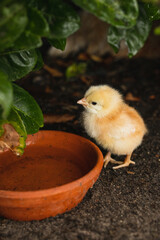 baby chicken in a nest