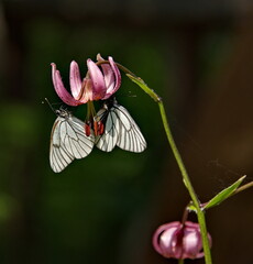 Russia. South of Western Siberia, Kuznetsk Alatau. White cabbage butterflies sit upside down on a...