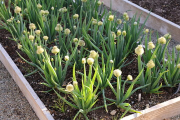 Obraz premium blooming garden onions