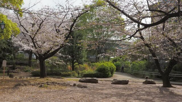 東京　浜町公園　桜　2023年