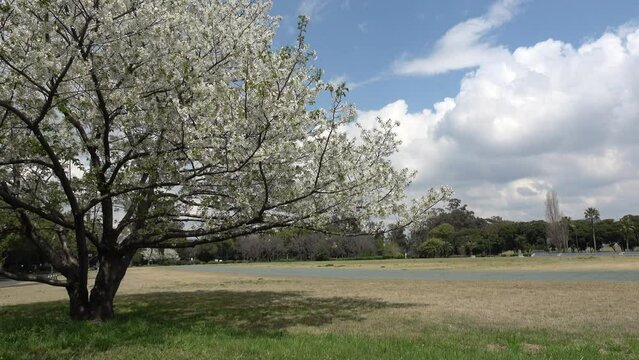 夢の島公園　桜　2023年