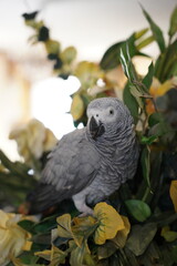 African Gray Parrot Psittacus erithacus at home standing on home flower vase. African Grey Parrot  close-up headshots taken under controlled conditions.