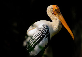 Got amazed by seeing a Painted Stork such a near and the colours took my presence of mind