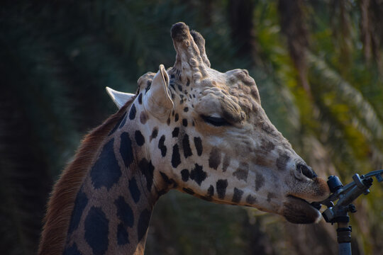 Little thirst of a Giraffe 