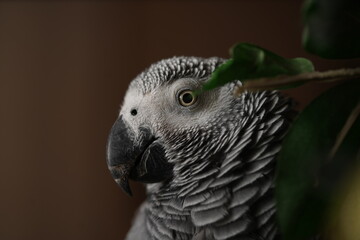 African Grey Parrot Psittacus erithacus close-up headshots taken under controlled conditions.