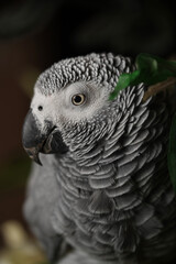 African Grey Parrot Psittacus erithacus close-up headshots taken under controlled conditions.