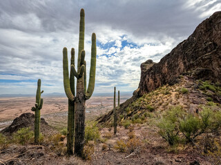 Desert Mountain Peak and Cacti