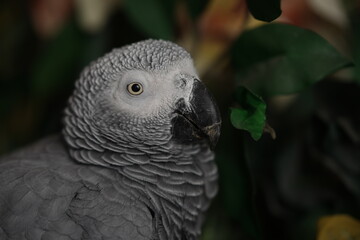 African Gray Parrot Psittacus erithacus at home standing on home flower vase. African Grey Parrot  close-up headshots taken under controlled conditions.