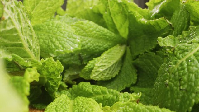 Green mint probe lens macro close up, Green leaves of fresh fragrant mint with water drops close-up.