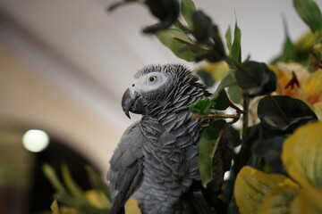 Obraz premium African Gray Parrot Psittacus erithacus at home standing on home flower vase. African Grey Parrot close-up headshots taken under controlled conditions.