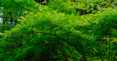 Fototapeta na wymiar 日本の滑川渓谷に見られる新緑のモミジの葉と木漏れ日