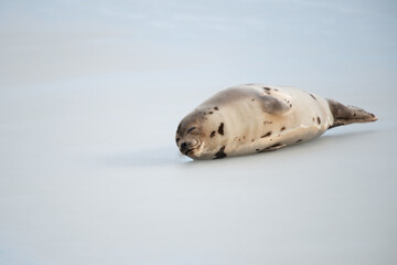 One harp seal lays on ice in a harbor off Newfoundland, Canada. The adult animal has its head up in...