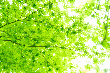 Obraz premium 日本の滑川渓谷に見られる新緑のモミジの葉と木漏れ日