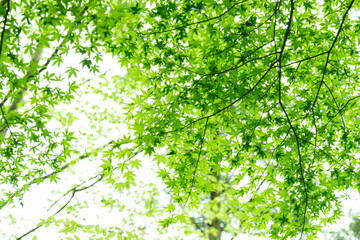 日本の滑川渓谷に見られる新緑のモミジの葉と木漏れ日