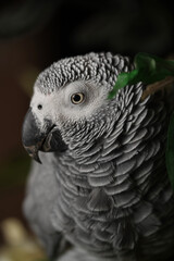 Close-up of parrot eye. Parrot bird eye is very clear photo. Domesticated Congo African Grey Parrot looking at the camera.