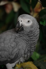 Close-up of parrot eye. Parrot bird eye is very clear photo. Domesticated Congo African Grey Parrot looking at the camera.