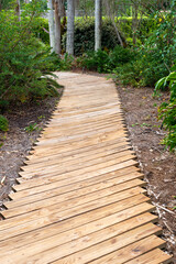 A narrow wooden boardwalk or pathway through a summer garden with mulch, shrubs, trees, and a wooded landscape.  The hiking path is made of horizontal boards with natural light colored wood.